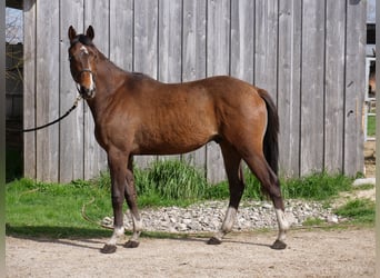 Trakehner, Hongre, 2 Ans, 164 cm, Bai
