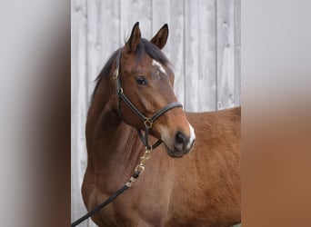 Trakehner, Hongre, 2 Ans, 164 cm, Bai