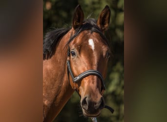Trakehner, Hongre, 2 Ans, 165 cm, Bai