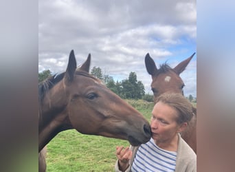 Trakehner, Hongre, 2 Ans, 165 cm, Bai