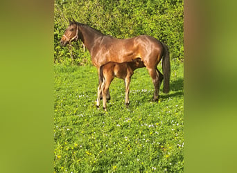 Trakehner, Hongre, 2 Ans, 165 cm, Bai