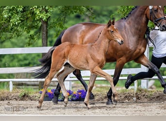 Trakehner, Hongre, 2 Ans, 165 cm, Bai
