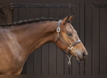 Trakehner, Hongre, 2 Ans, 167 cm, Bai