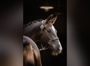 Trakehner, Hongre, 2 Ans, 168 cm, Alezan brûlé