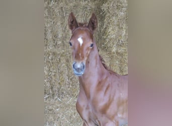 Trakehner, Hongre, 2 Ans, 170 cm, Alezan brûlé
