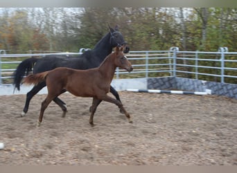 Trakehner, Hongre, 2 Ans, 170 cm, Alezan brûlé