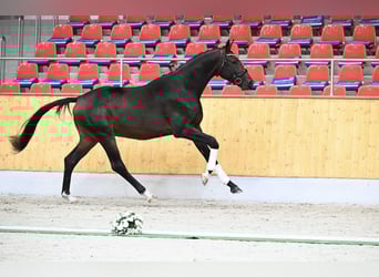 Trakehner, Hongre, 2 Ans, 173 cm, Bai