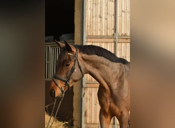 Trakehner, Hongre, 3 Ans, 156 cm, Bai