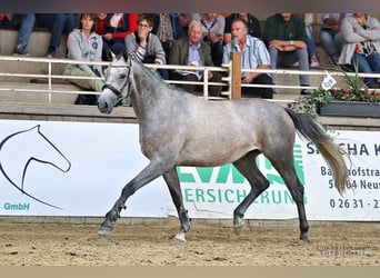 Trakehner, Hongre, 3 Ans, 162 cm, Gris
