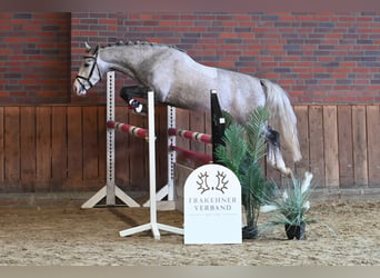 Trakehner, Hongre, 3 Ans, 163 cm, Gris