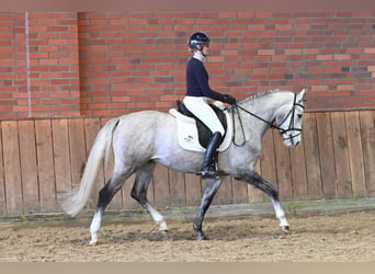 Trakehner, Hongre, 3 Ans, 163 cm, Gris