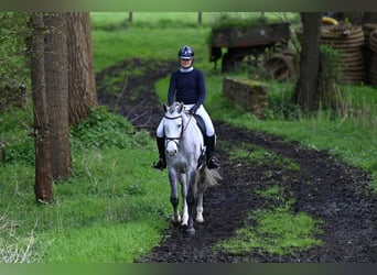 Trakehner, Hongre, 3 Ans, 163 cm, Gris