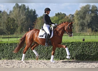 Trakehner, Hongre, 3 Ans, 164 cm, Alezan