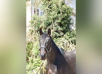 Trakehner, Hongre, 3 Ans, 165 cm, Bai brun foncé