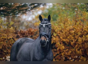 Trakehner, Hongre, 3 Ans, 165 cm, Bai brun