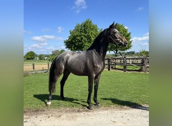 Trakehner, Hongre, 3 Ans, 165 cm, Gris noir