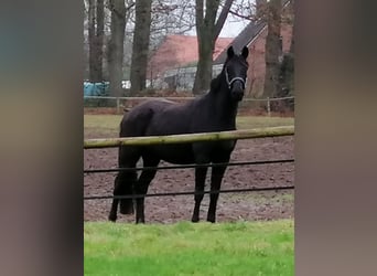 Trakehner, Hongre, 3 Ans, 165 cm, Noir