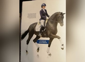 Trakehner, Hongre, 3 Ans, 165 cm, Noir