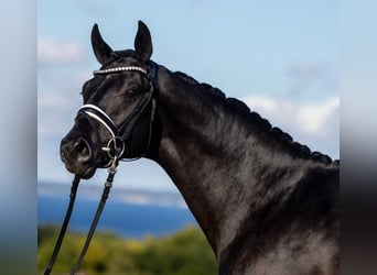 Trakehner, Hongre, 3 Ans, 165 cm, Noir