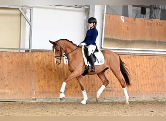 Trakehner, Hongre, 3 Ans, 166 cm, Alezan