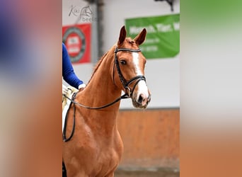 Trakehner, Hongre, 3 Ans, 166 cm, Alezan