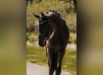 Trakehner, Hongre, 3 Ans, 166 cm, Bai brun foncé