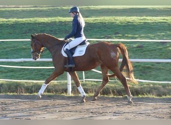 Trakehner, Hongre, 3 Ans, 167 cm, Alezan