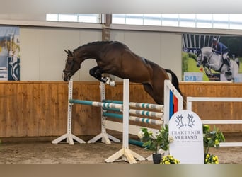 Trakehner, Hongre, 3 Ans, 167 cm, Bai