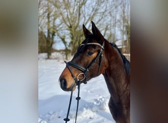 Trakehner, Hongre, 3 Ans, 167 cm, Bai