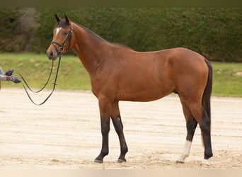 Trakehner, Hongre, 3 Ans, 167 cm, Bai