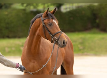 Trakehner, Hongre, 3 Ans, 167 cm, Bai