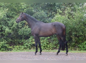 Trakehner, Hongre, 3 Ans, 168 cm, Bai brun