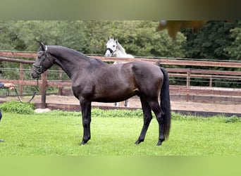 Trakehner, Hongre, 3 Ans, 168 cm, Bai brun foncé