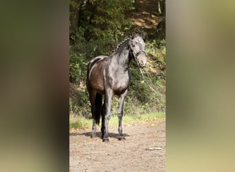 Trakehner, Hongre, 3 Ans, 168 cm, Bai brun foncé
