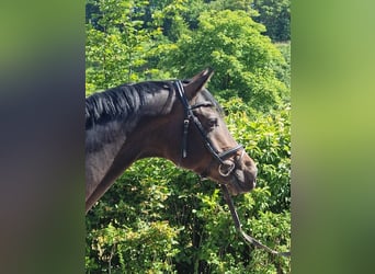 Trakehner, Hongre, 3 Ans, 168 cm, Bai