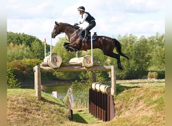 Trakehner, Hongre, 3 Ans, 168 cm, Bai