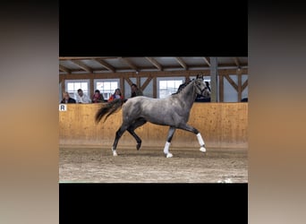 Trakehner, Hongre, 3 Ans, 168 cm, Gris