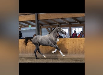 Trakehner, Hongre, 3 Ans, 168 cm, Gris