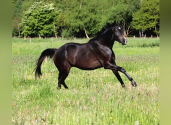 Trakehner, Hongre, 3 Ans, 168 cm, Gris noir