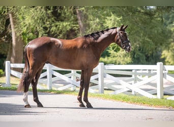 Trakehner, Hongre, 3 Ans, 169 cm, Bai brun foncé