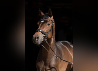 Trakehner, Hongre, 3 Ans, 169 cm, Bai