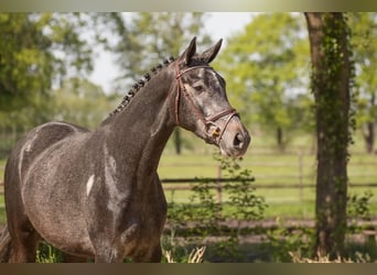 Trakehner, Hongre, 3 Ans, 169 cm, Gris noir