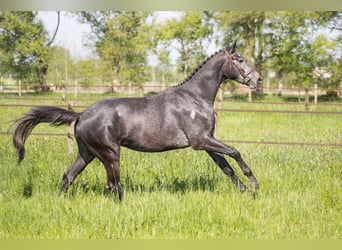 Trakehner, Hongre, 3 Ans, 169 cm, Gris noir