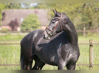 Trakehner, Hongre, 3 Ans, 169 cm, Gris noir