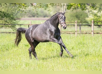 Trakehner, Hongre, 3 Ans, 169 cm, Gris noir