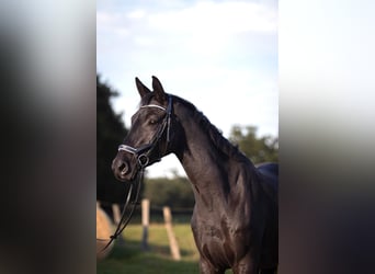 Trakehner, Hongre, 3 Ans, 169 cm, Noir
