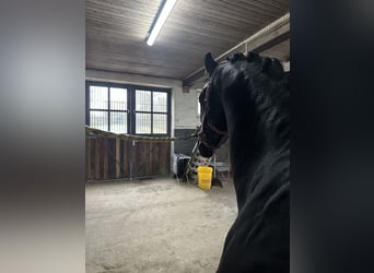 Trakehner, Hongre, 3 Ans, 169 cm, Noir