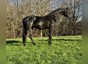 Trakehner, Hongre, 3 Ans, 169 cm, Noir