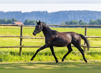 Trakehner, Hongre, 3 Ans, 170 cm, Gris noir