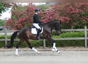 Trakehner, Hongre, 3 Ans, 172 cm, Bai brun